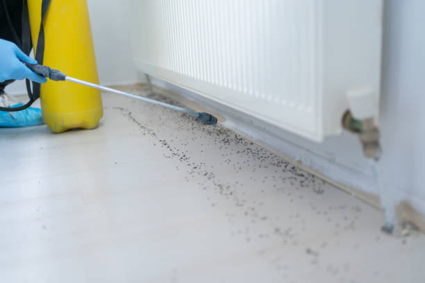 Flea Control Services in Brewton, AL